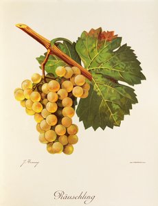 Rauschling-rypäle, kirjoittanut J. Troncy tekijältä Jules Troncy
