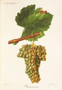 Romorantin-rypäle, kirjoittanut J. Troncy tekijältä Jules Troncy