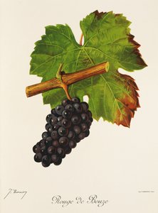Rouge de Bouze -rypäle, kirjoittanut J. Troncy tekijältä Jules Troncy