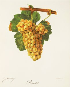 Rousse-rypäle, kirjoittanut J. Troncy tekijältä Jules Troncy