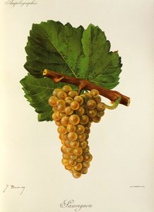Sauvignon-rypäle, kirjoittanut J. Troncy tekijältä Jules Troncy