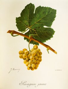 Savagnin Jaune -rypäle, kirjoittanut J. Troncy tekijältä Jules Troncy