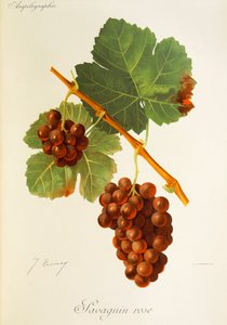 Savagnin Rose -rypäle, kirjoittanut J. Troncy tekijältä Jules Troncy