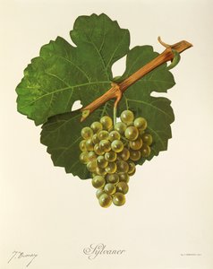 Sylvaner-rypäle, kirjoittanut J. Troncy tekijältä Jules Troncy