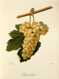 J. Troncyn Verdat Blanc -rypäle tekijältä Jules Troncy