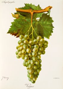 Verjus-rypäle, kirjoittanut J. Troncy tekijältä Jules Troncy