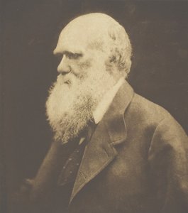 Charles Darwin, 1868, painettu n. 1893. tekijältä Julia Margaret Cameron