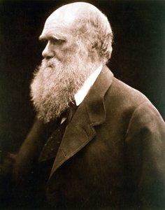 Charles Darwin, brittiläinen luonnontieteilijä, 1870-luku tekijältä Julia Margaret Cameron