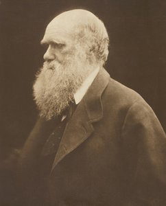 Charles Darwin, c. 1868, painettu 1875. tekijältä Julia Margaret Cameron