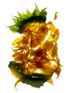 Chiquita Sunflower (digitaalinen valokuva, digitaalinen originaalipaino)