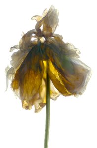 Peony Stand White (digitaalinen valokuva, digitaalinen alkuperäinen printti)