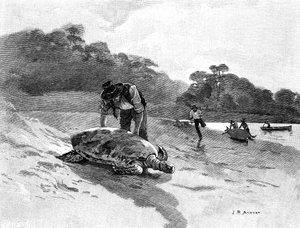 Kilpikonnanpyynti, 1886. tekijältä Julian Ashton