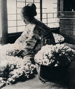 5000 silkkiäistoukkia syö 125 naulaa mulperipuuta kahdeksaa silkkivyyhtiä kohden, mikä tekee yhden kimonon, c1900, 1921
