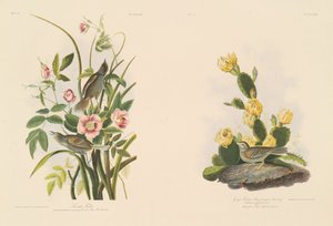 Seaside peippo; ja Grafs Finch tai Bay-Winged Bunting tekijältä Julius Bien after John James Audubon