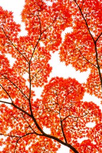 Tulipunaiset syksyn vaahterat tekijältä KUNIHIRO TAKUMA