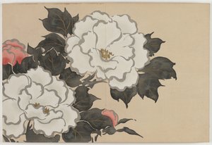 Sadan maailman kukat (Momoyogusa): Pionit (Fukamigusa) tekijältä Kamisaka Sekka