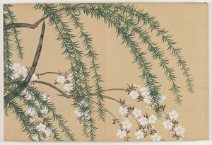 Sadan maailman kukat (Momoyogusa): Paju ja kirsikka (Yanagizakura)