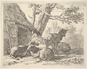 Neljä lammasta, yksi lammas seisoo kolmen muun joukossa maassa makaamassa aitan vieressä, jossa on..., 1658. tekijältä Karel Du Jardin