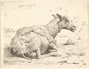 Osittain leikattu lammas makaa nurmikolla hyönteisten pään ympärillä, 1655.