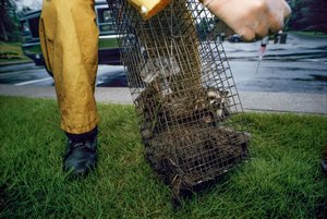 Rabies-rokotus, 2005 (kuva)