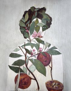 Kasvitieteellinen piirros, jossa on appelsiineja tekijältä Karenina Fabrizzi