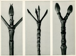 Cornus Nuttallii, 1929 (syväpaino) tekijältä Karl Blossfeldt