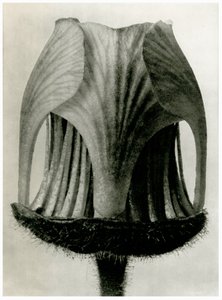 Geum Rivale. 1929 (valokuvakaiverrus) tekijältä Karl Blossfeldt