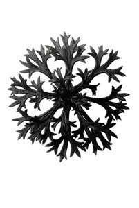 Alkuperäiset taiteen muodot (Urformen der Kunst) tekijältä Karl Blossfeldt