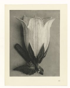 Kasvien tutkimukset Taiteen arkkityypit: valokuvalliset kuvat kasveista (sarjan nimi) tekijältä Karl Blossfeldt