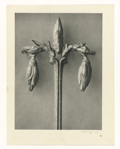 Kasvien tutkimukset Taiteen arkkityypit: valokuvalliset kuvat kasveista (sarjan nimi) tekijältä Karl Blossfeldt