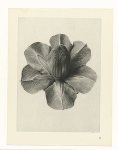 Kasvitutkimukset Taiteen arkkityypit: valokuvalliset kuvat kasveista (sarjan nimi) tekijältä Karl Blossfeldt
