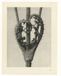 Kasvitutkimukset Taiteen arkkityypit: valokuvalliset kuvat kasveista (sarjan nimi) tekijältä Karl Blossfeldt