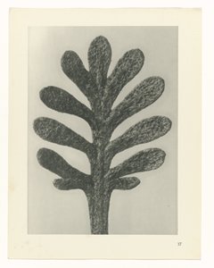 Kasvien tutkimukset Taiteen arkkityypit: valokuvalliset kuvat kasveista (sarjan nimi) tekijältä Karl Blossfeldt