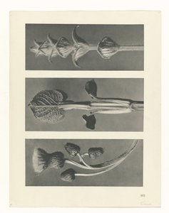 suunnittele tutkimusta Taiteen arkkityypit (sarjan nimi) tekijältä Karl Blossfeldt