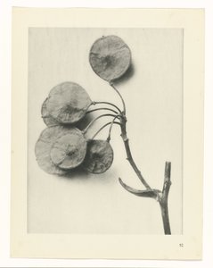 suunnittele tutkimusta Taiteen arkkityypit (sarjan nimi) tekijältä Karl Blossfeldt
