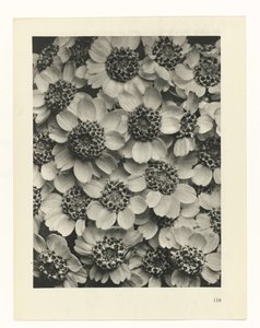 suunnittele tutkimusta Taiteen arkkityypit (sarjan nimi) tekijältä Karl Blossfeldt