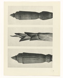 suunnittele tutkimusta Taiteen arkkityypit (sarjan nimi) tekijältä Karl Blossfeldt