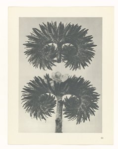 suunnittele tutkimusta Taiteen arkkityypit (sarjan nimi) tekijältä Karl Blossfeldt