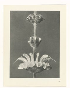 suunnittele tutkimusta Taiteen arkkityypit (sarjan nimi) tekijältä Karl Blossfeldt