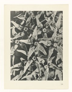 suunnittele tutkimusta Taiteen arkkityypit (sarjan nimi) tekijältä Karl Blossfeldt