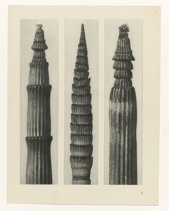 suunnittele tutkimusta Taiteen arkkityypit (sarjan nimi) tekijältä Karl Blossfeldt