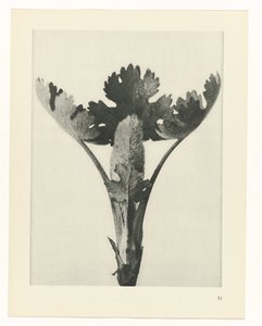 suunnittele tutkimusta Taiteen arkkityypit (sarjan nimi) tekijältä Karl Blossfeldt