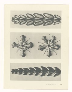 suunnittele tutkimusta Taiteen arkkityypit (sarjan nimi) tekijältä Karl Blossfeldt