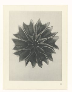 suunnittele tutkimusta Taiteen arkkityypit (sarjan nimi) tekijältä Karl Blossfeldt