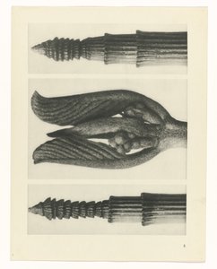 suunnittele tutkimusta Taiteen arkkityypit (sarjan nimi) tekijältä Karl Blossfeldt