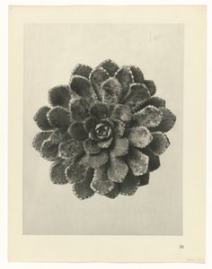 suunnittele tutkimusta Taiteen arkkityypit (sarjan nimi) tekijältä Karl Blossfeldt