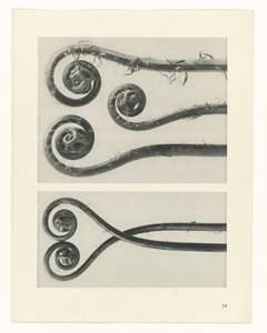 suunnittele tutkimusta Taiteen arkkityypit (sarjan nimi) tekijältä Karl Blossfeldt