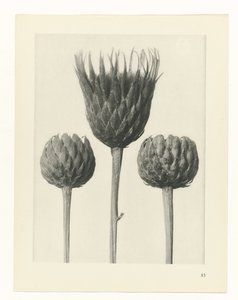 suunnittele tutkimusta Taiteen arkkityypit (sarjan nimi) tekijältä Karl Blossfeldt
