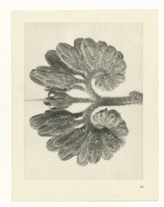 suunnittele tutkimusta Taiteen arkkityypit (sarjan nimi) tekijältä Karl Blossfeldt