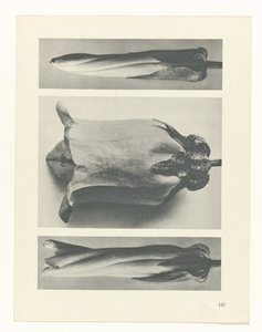suunnittele tutkimusta Taiteen arkkityypit (sarjan nimi) tekijältä Karl Blossfeldt
